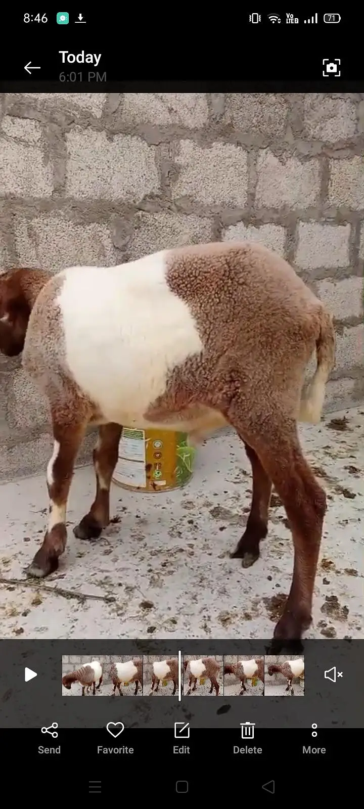 male dumba for sale — photo 3