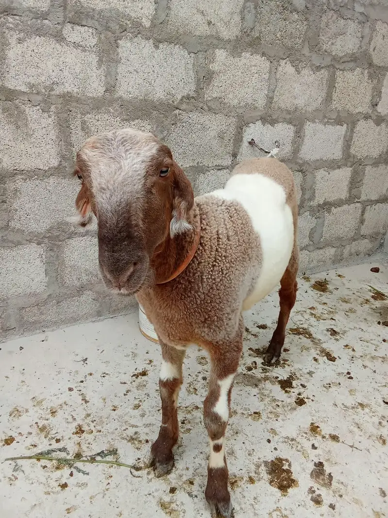 male dumba for sale — photo 9