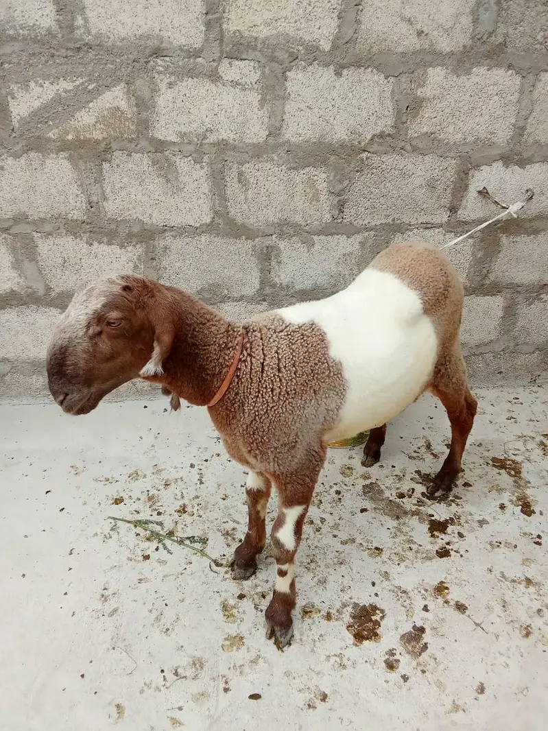 male dumba for sale — photo 10