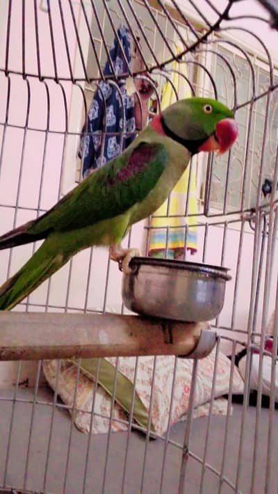 Raw parrot