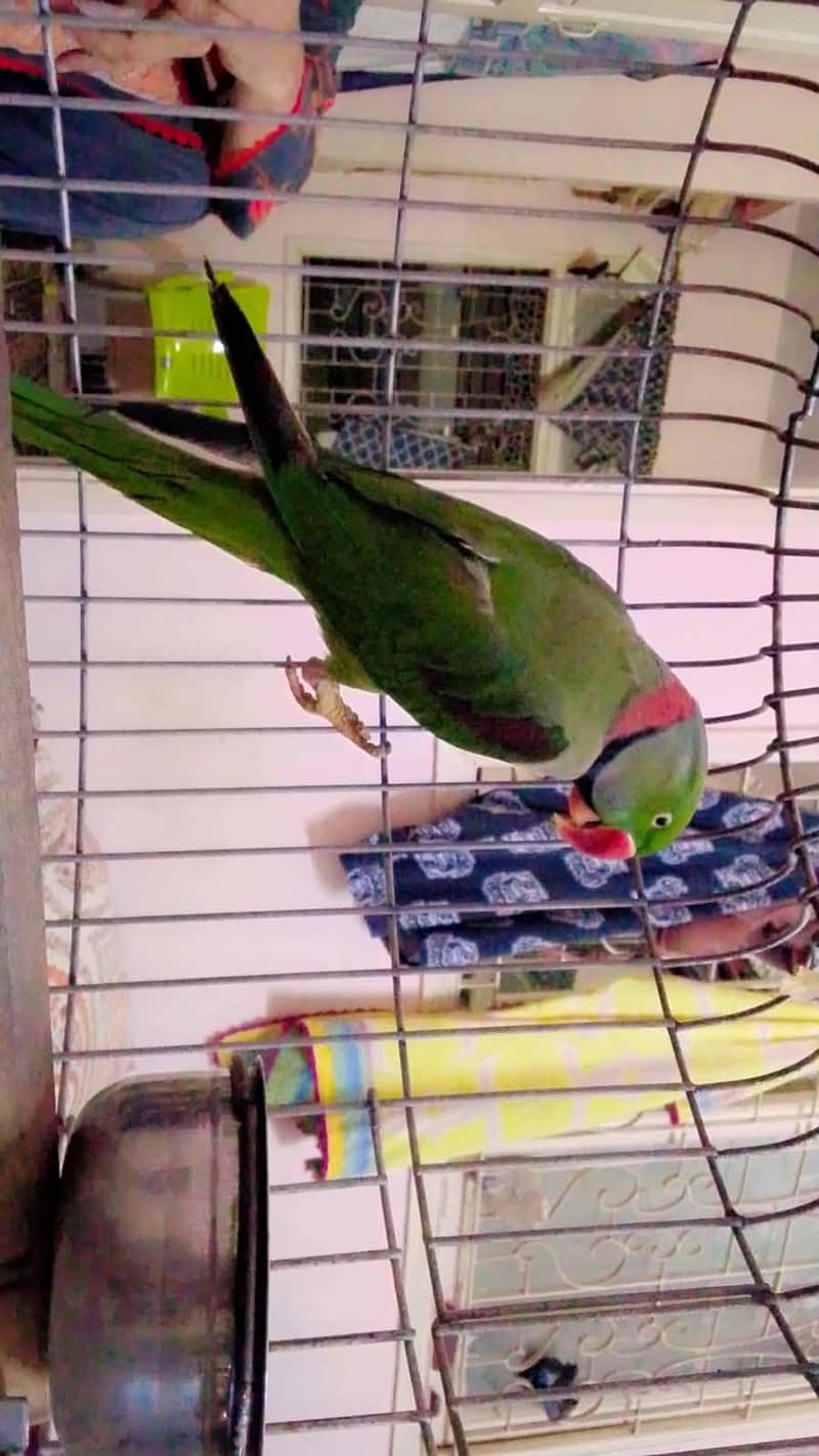 Raw parrot 1
