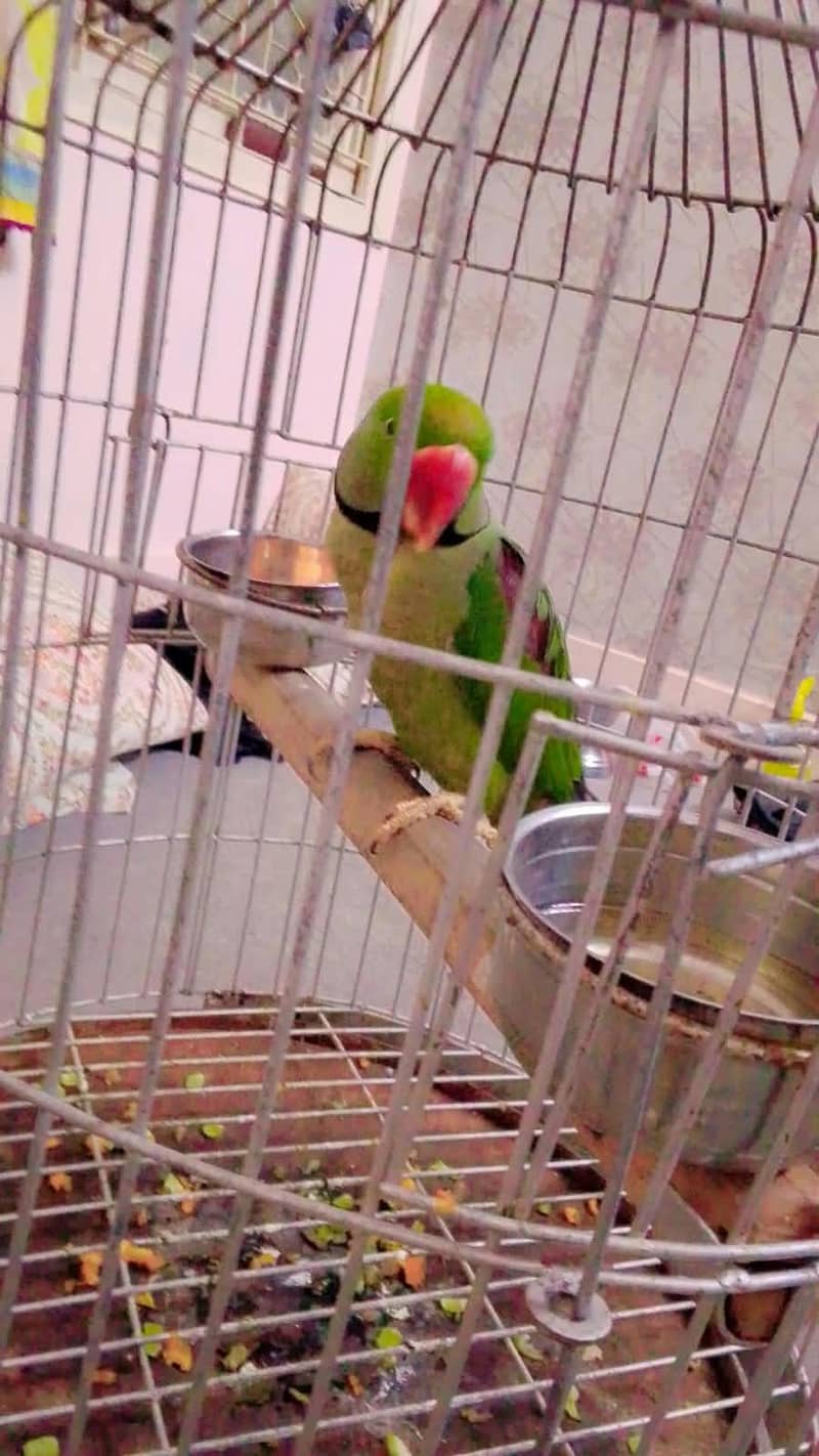 Raw parrot 2