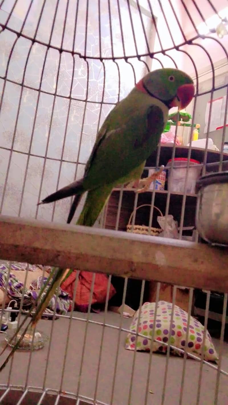 Raw parrot 3