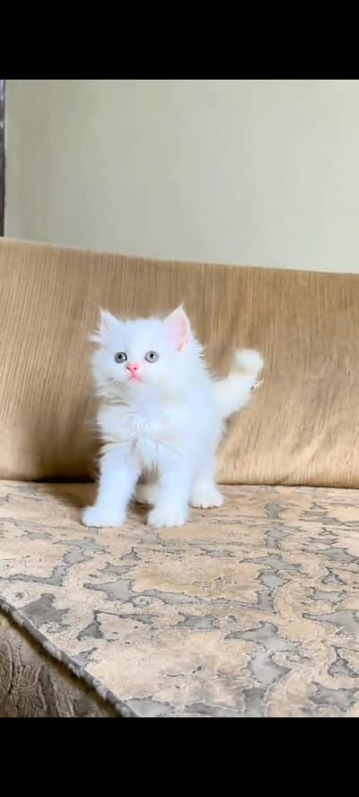 Persian cat for sale male or female vaccinated