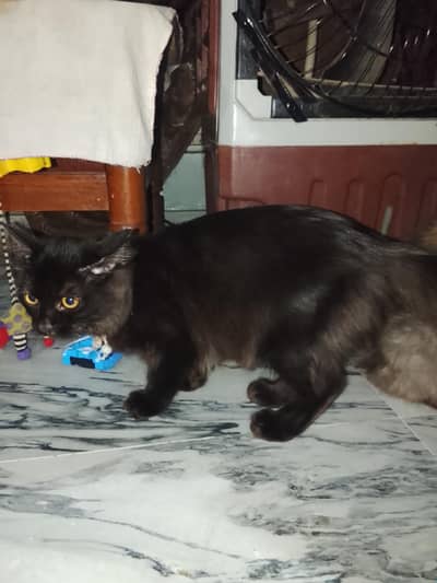 MALE AND FEMALE