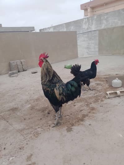 Australop pair healthy and active