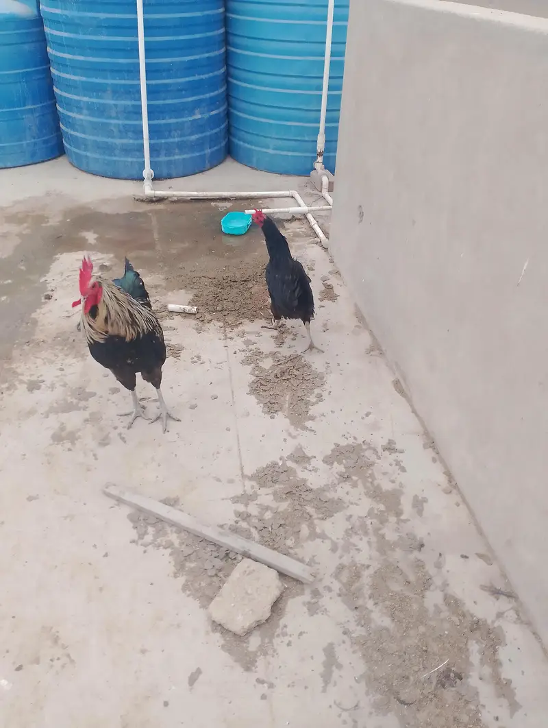 Australop pair healthy and active — photo 2