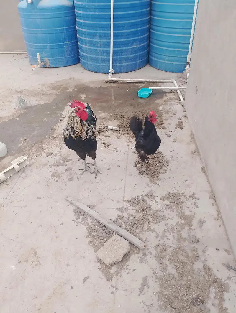 Australop pair healthy and active — photo 5