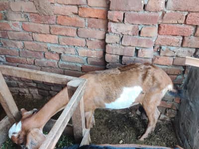 dasi nasal goat for sale