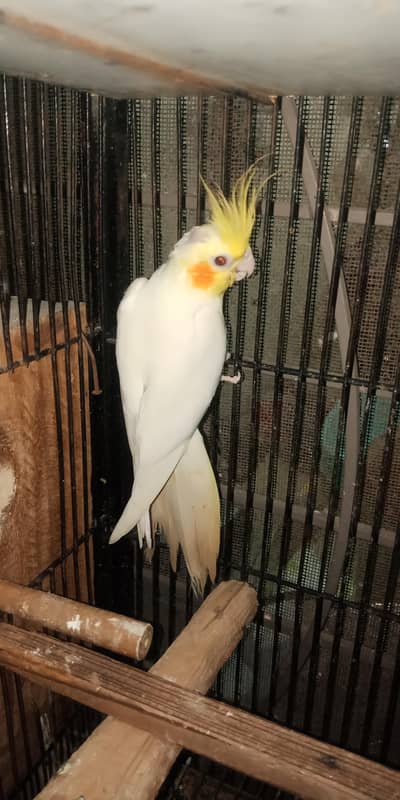 breeder pair