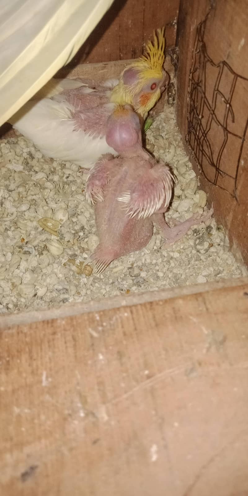 breeder pair 1