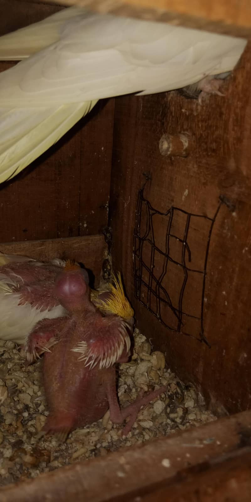 breeder pair 2