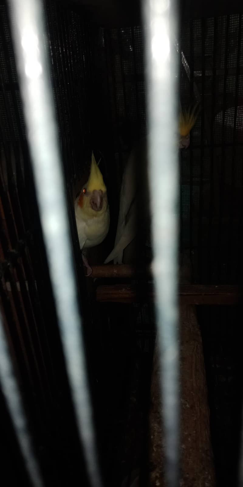 breeder pair 3