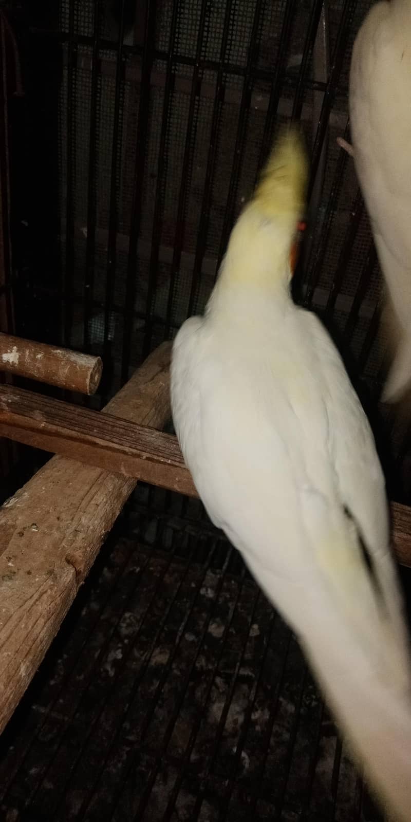 breeder pair 4