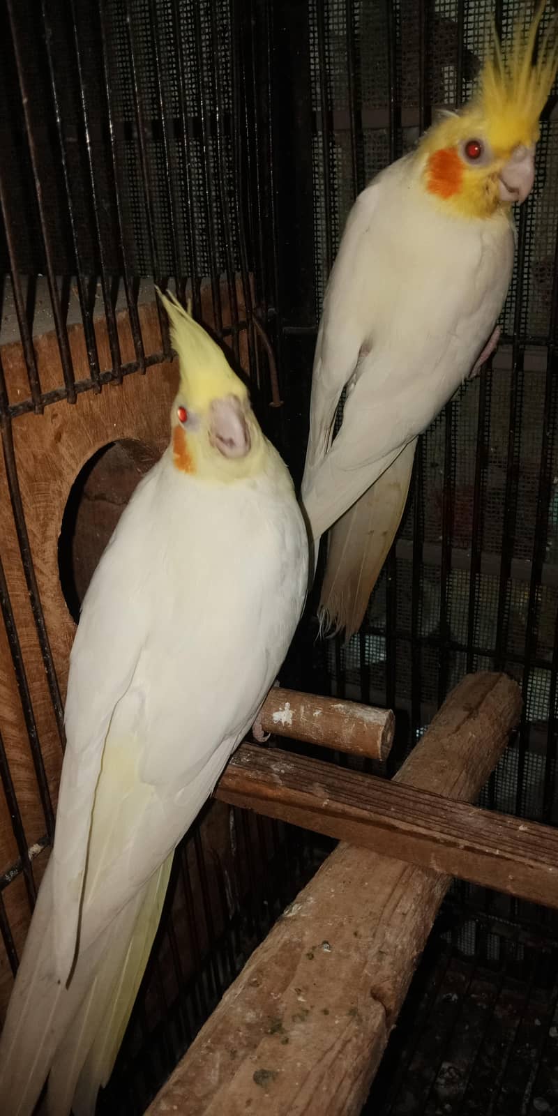 breeder pair 5