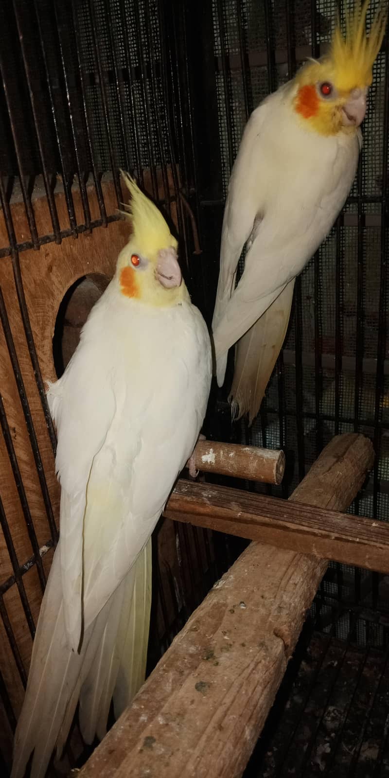 breeder pair 6