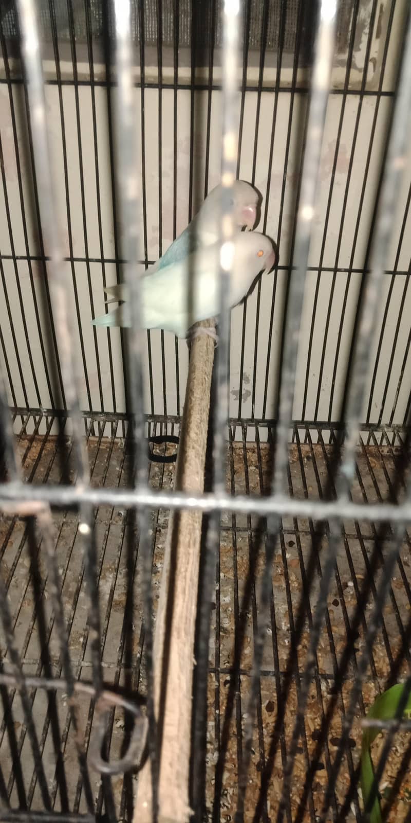 breeder pair 7