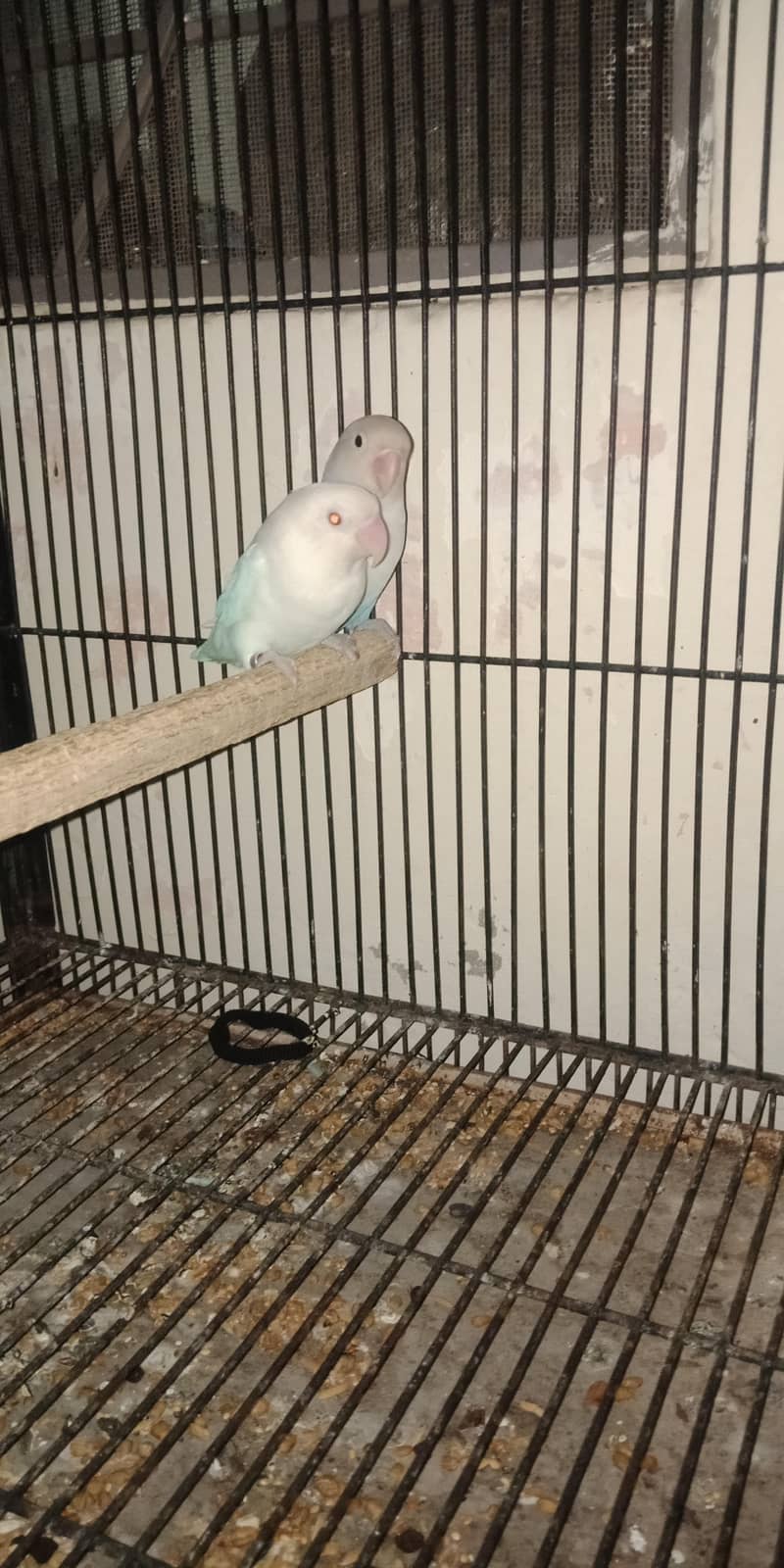 breeder pair 8