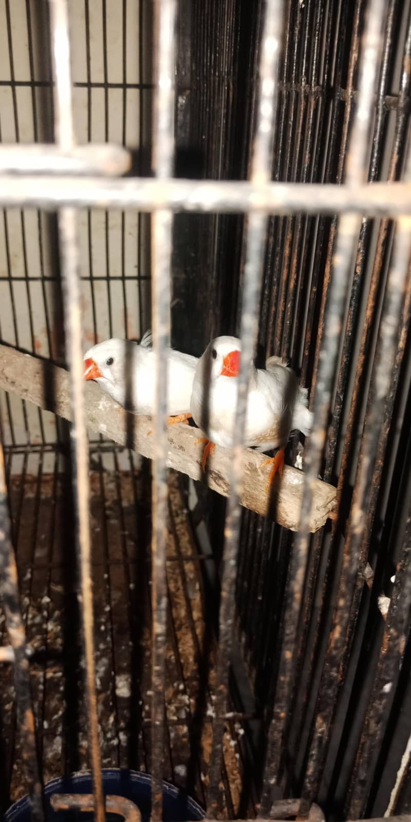 breeder pair 9