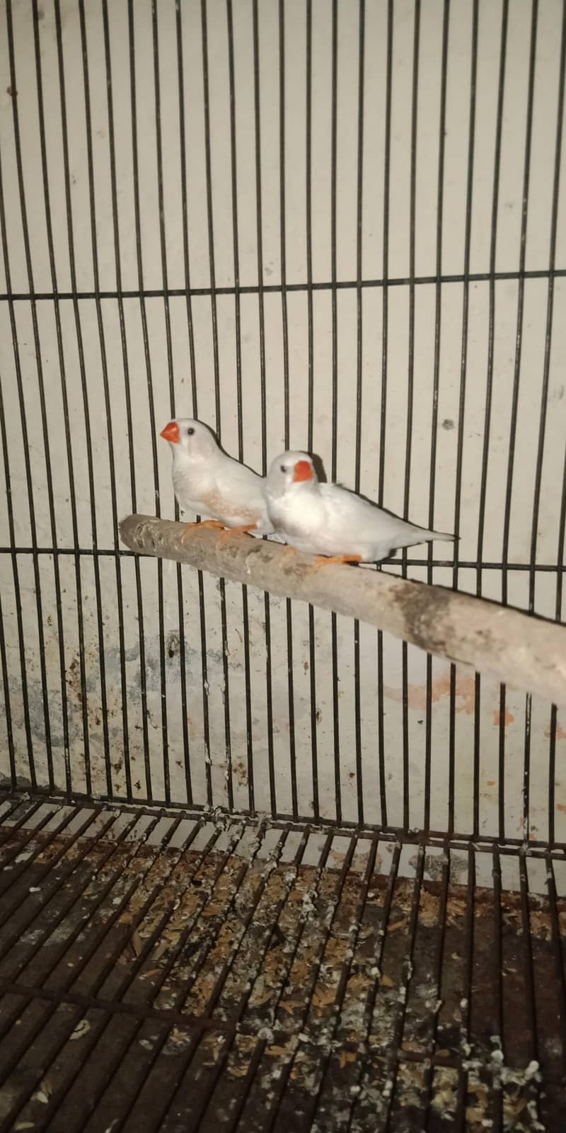 breeder pair 10