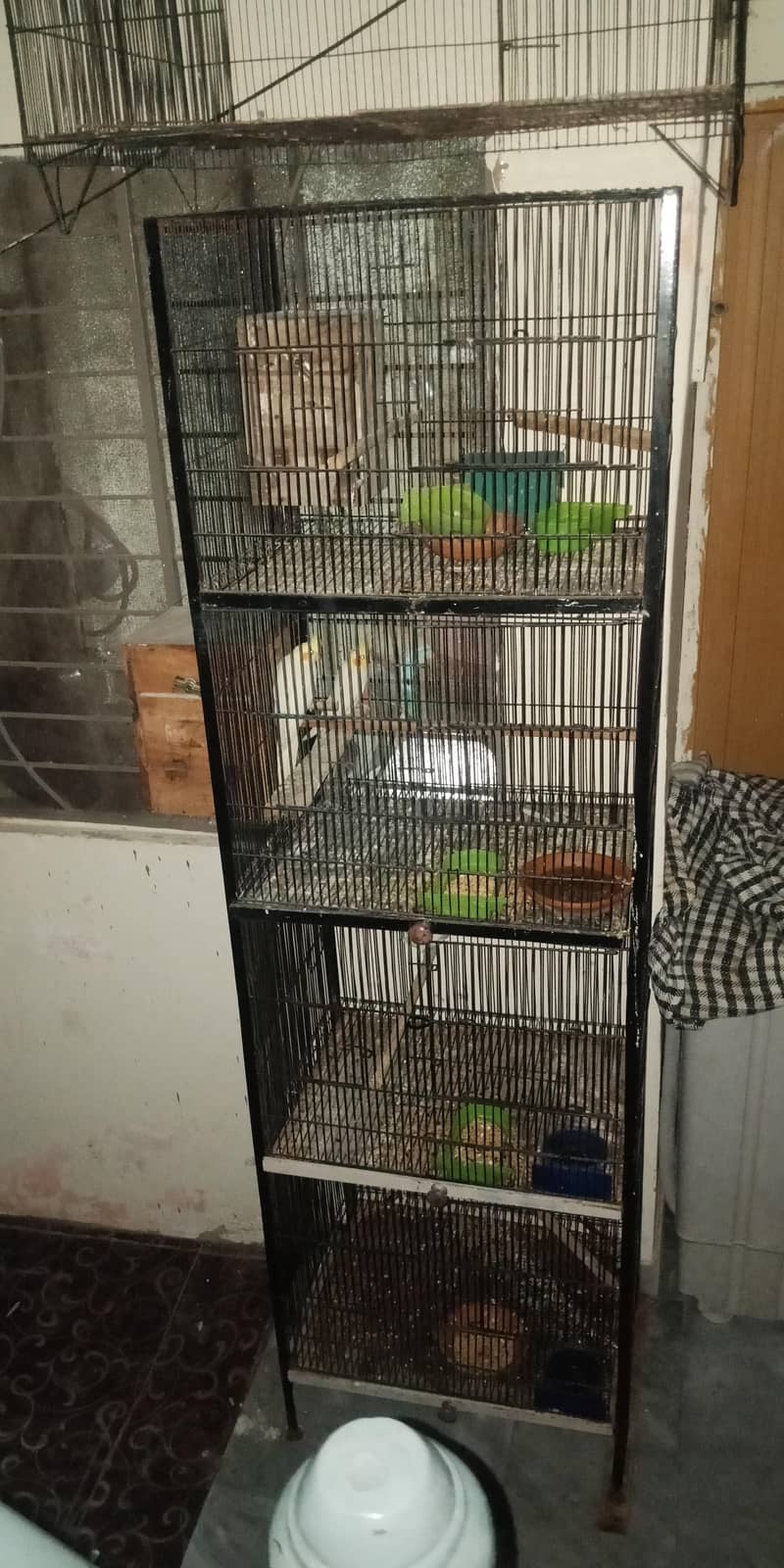 breeder pair 11