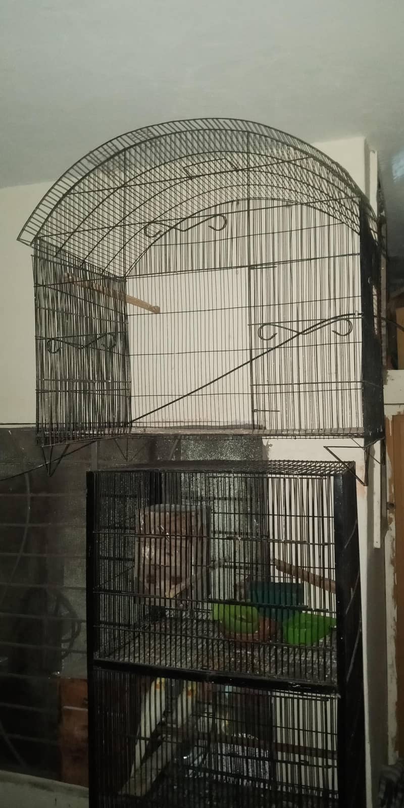 breeder pair 12