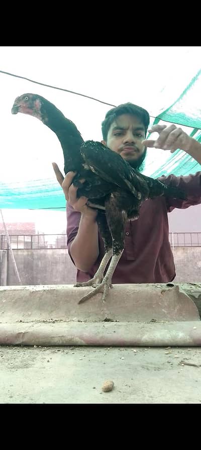 burmi 2 male 2 female Jo bahi Sara la ga os sa munasib kar la ga