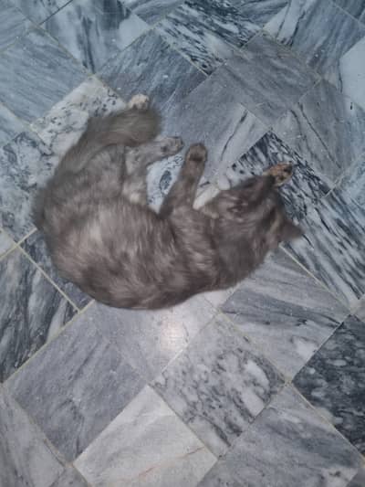 Cute cat
