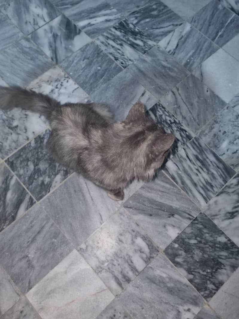 Cute cat 1