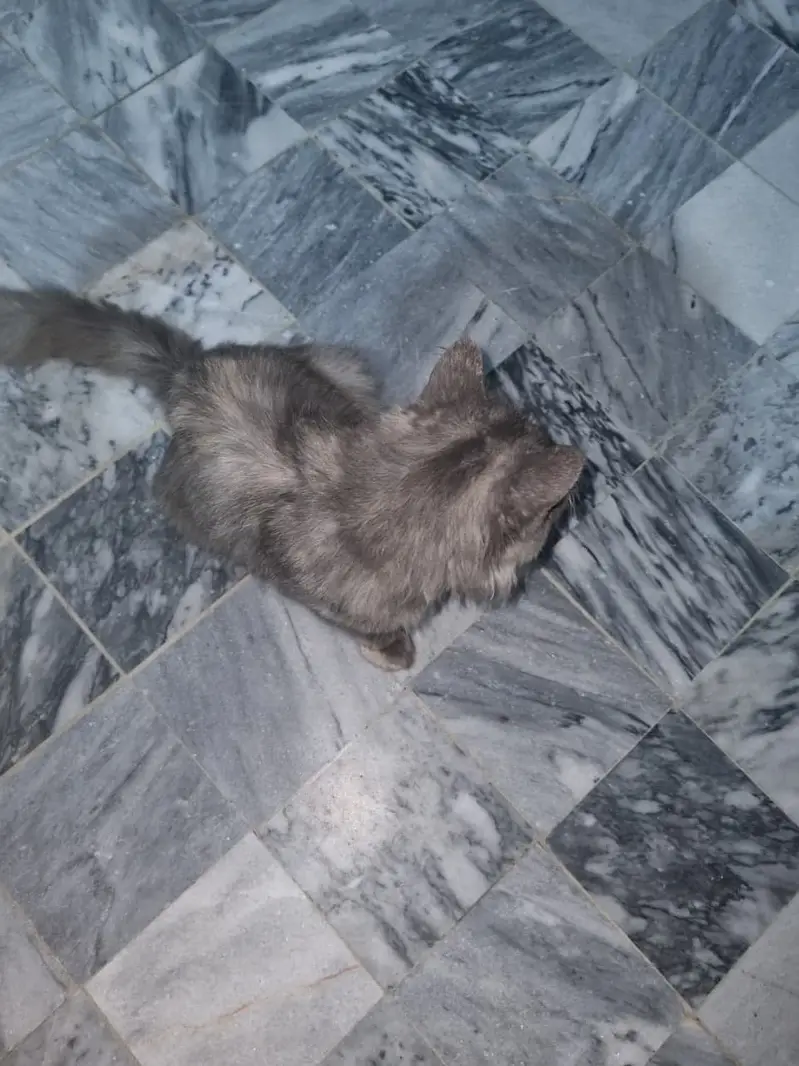 Cute cat — photo 2