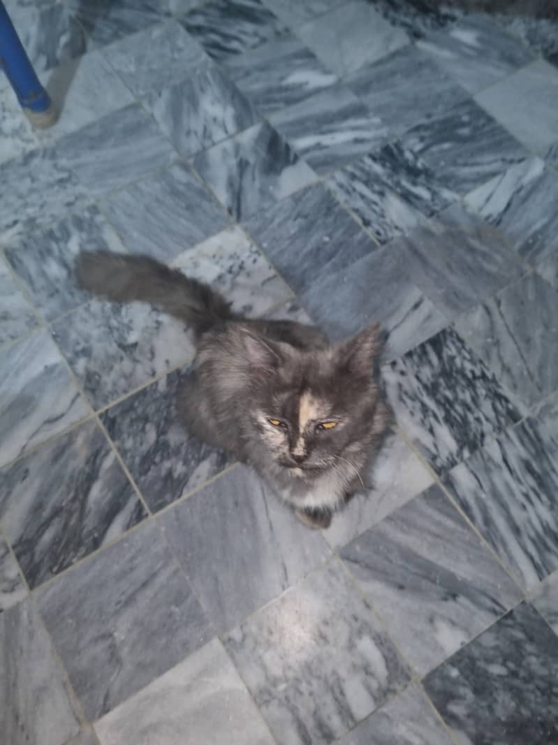 Cute cat 2