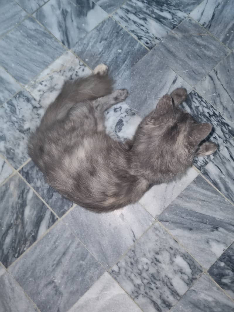 Cute cat 3