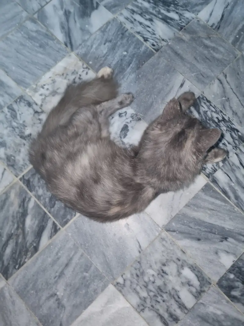 Cute cat — photo 4