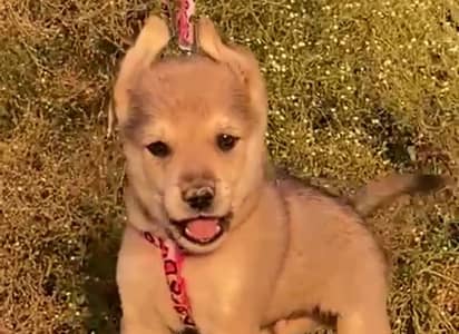 husky bhagyani Male for sale 45 din