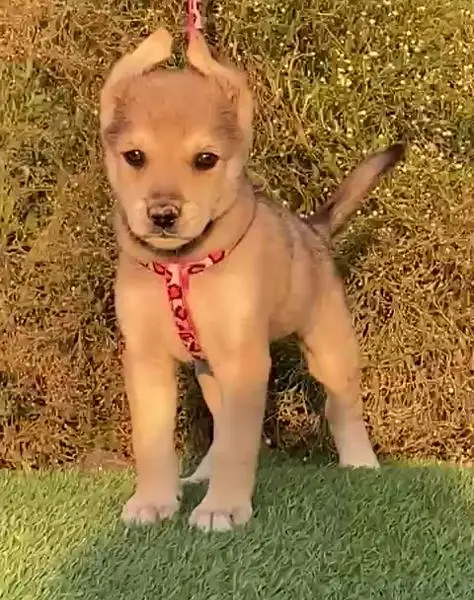 husky bhagyani Male for sale 45 din — photo 2