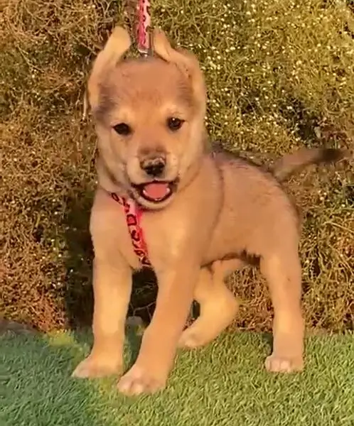 husky bhagyani Male for sale 45 din — photo 3