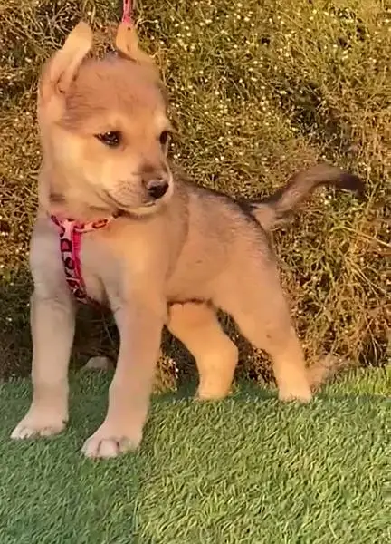 husky bhagyani Male for sale 45 din — photo 4