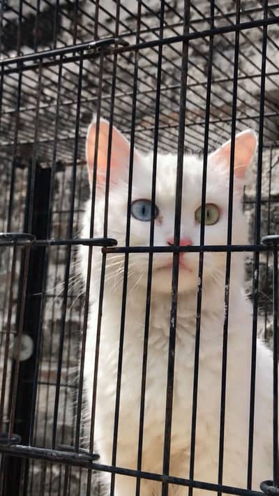 Beautiful white Persian Cat / Odd eyes / Approx. 1 Year