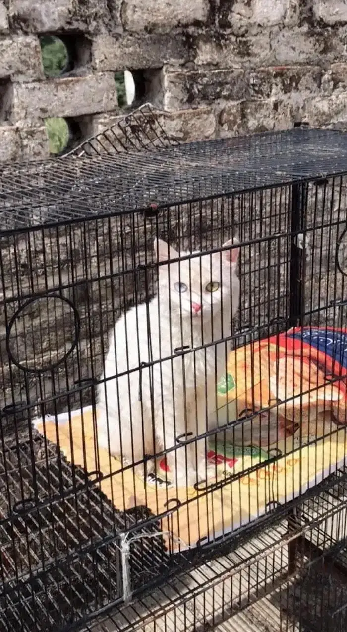 Beautiful white Persian Cat / Odd eyes / Approx. 1 Year — photo 2