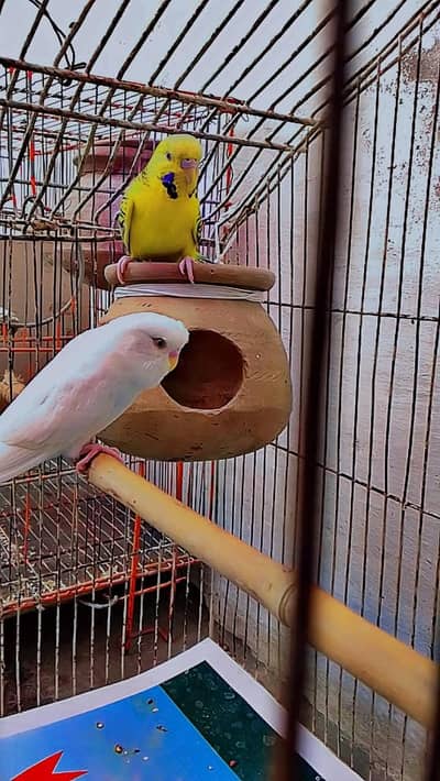 bajri parrots Ka jorra