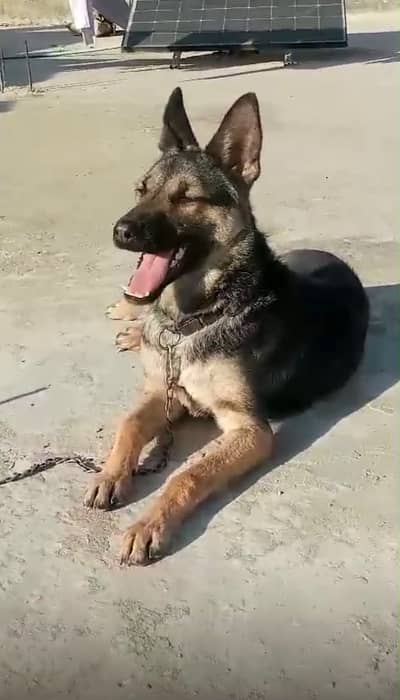 Alshishan female