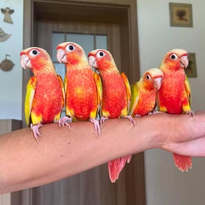 High Red Suncheek parrot pathy