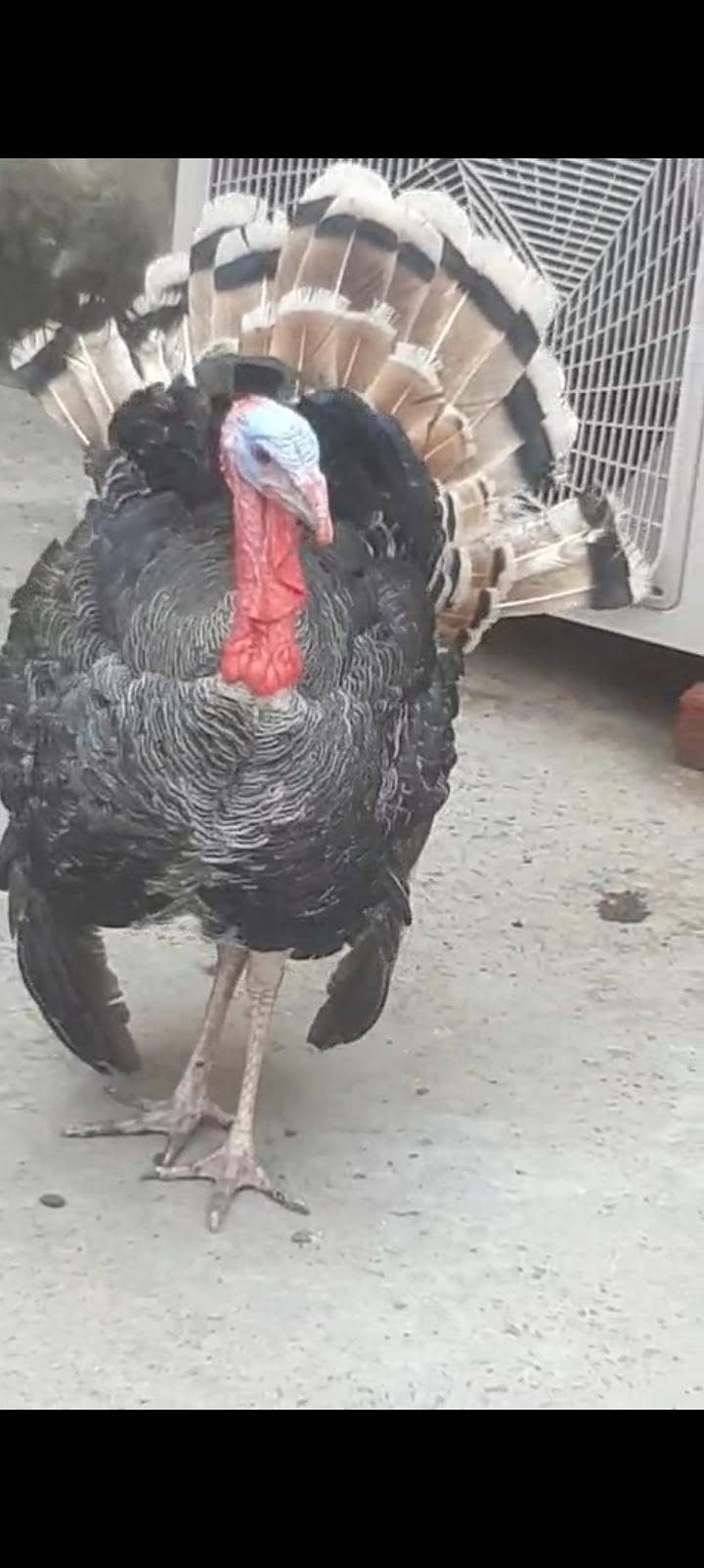 turkey bird 0
