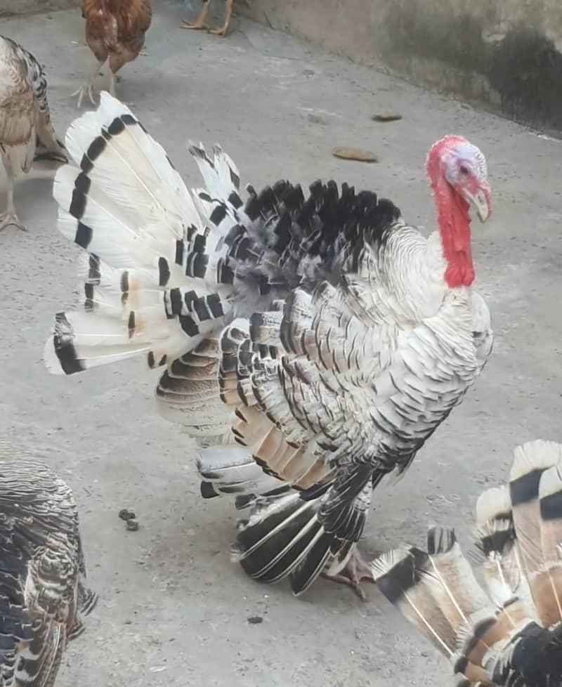 turkey bird 1