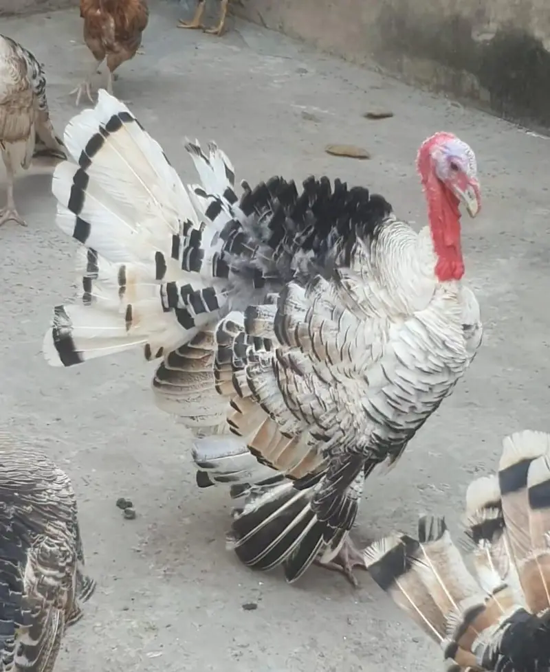 turkey bird — photo 2