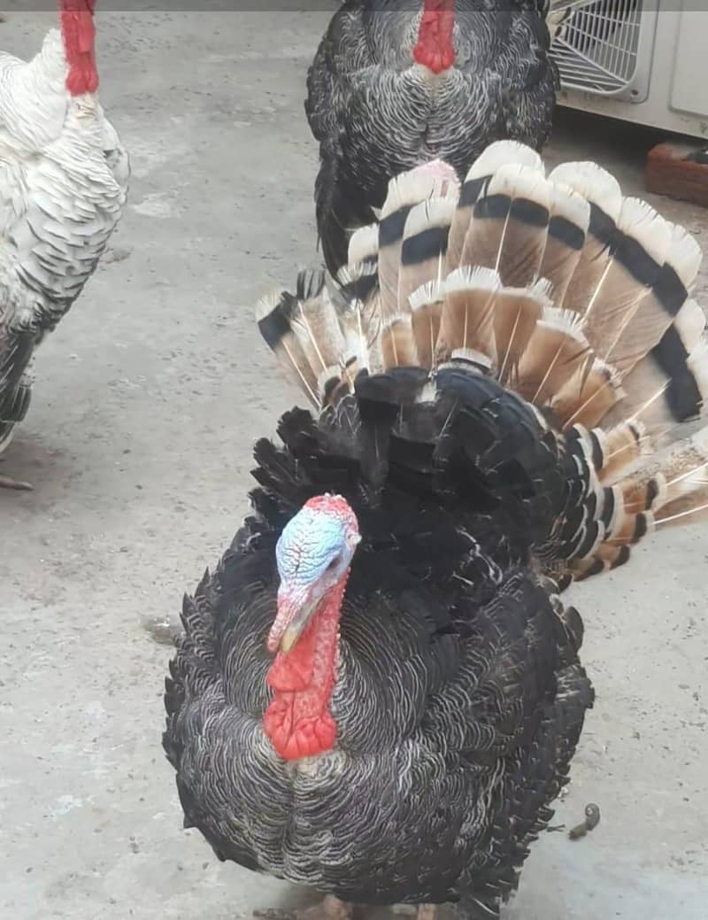 turkey bird 2
