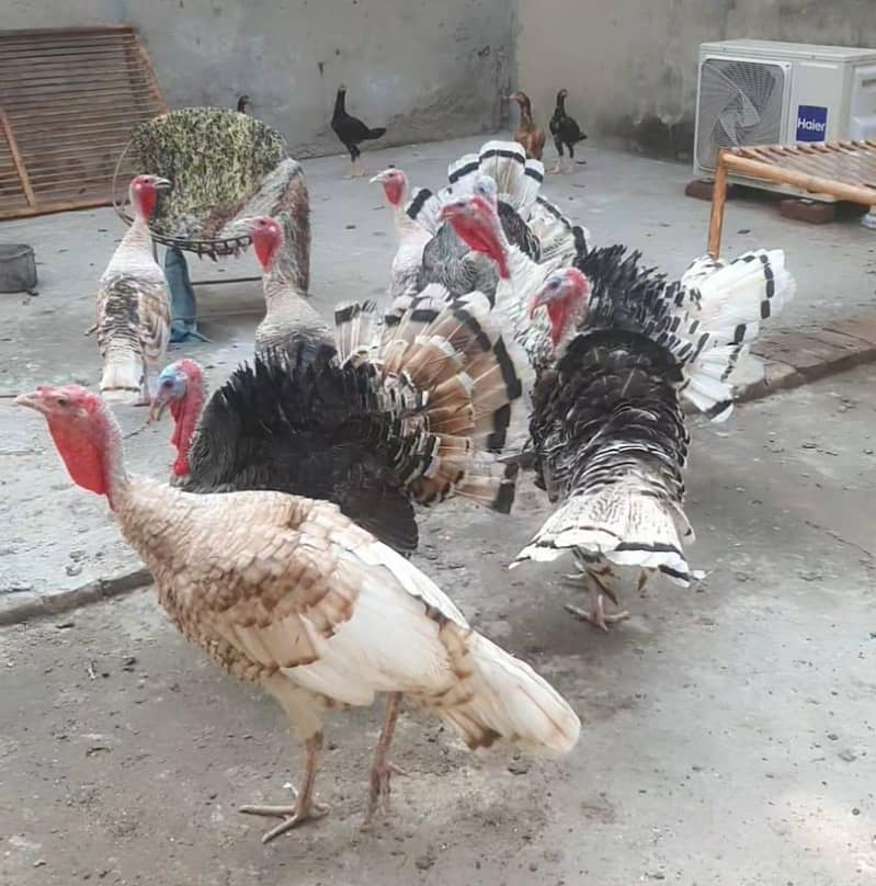 turkey bird 3