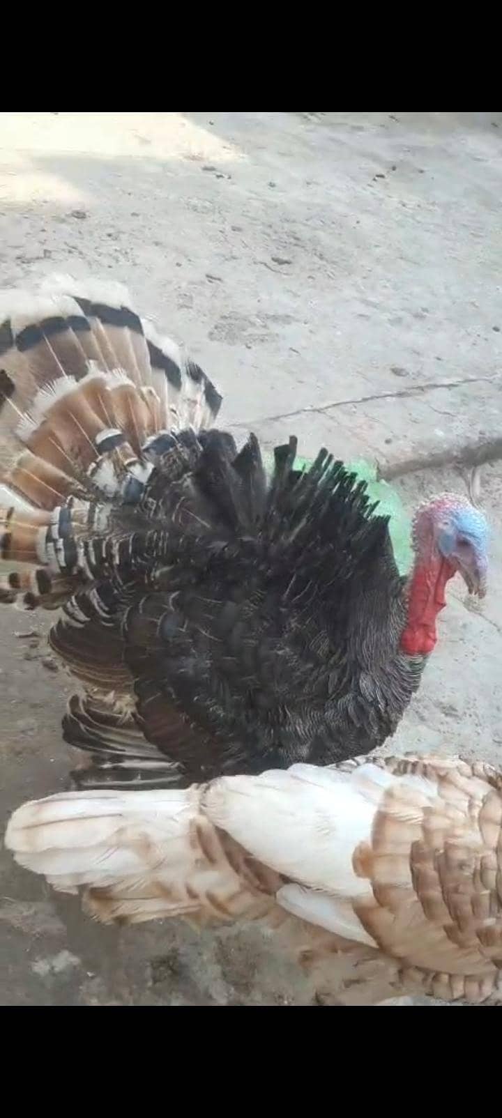 turkey bird 4