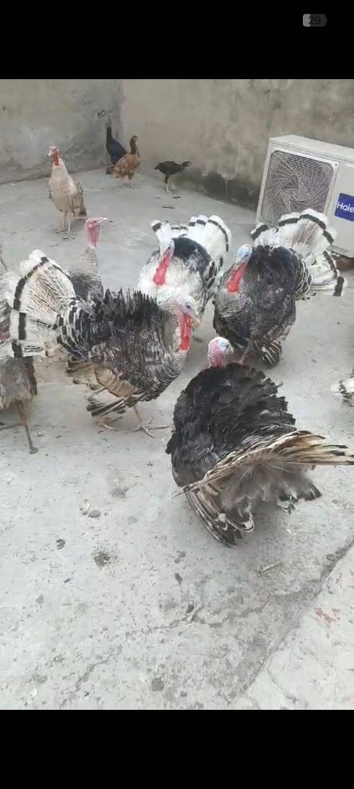 turkey bird 5