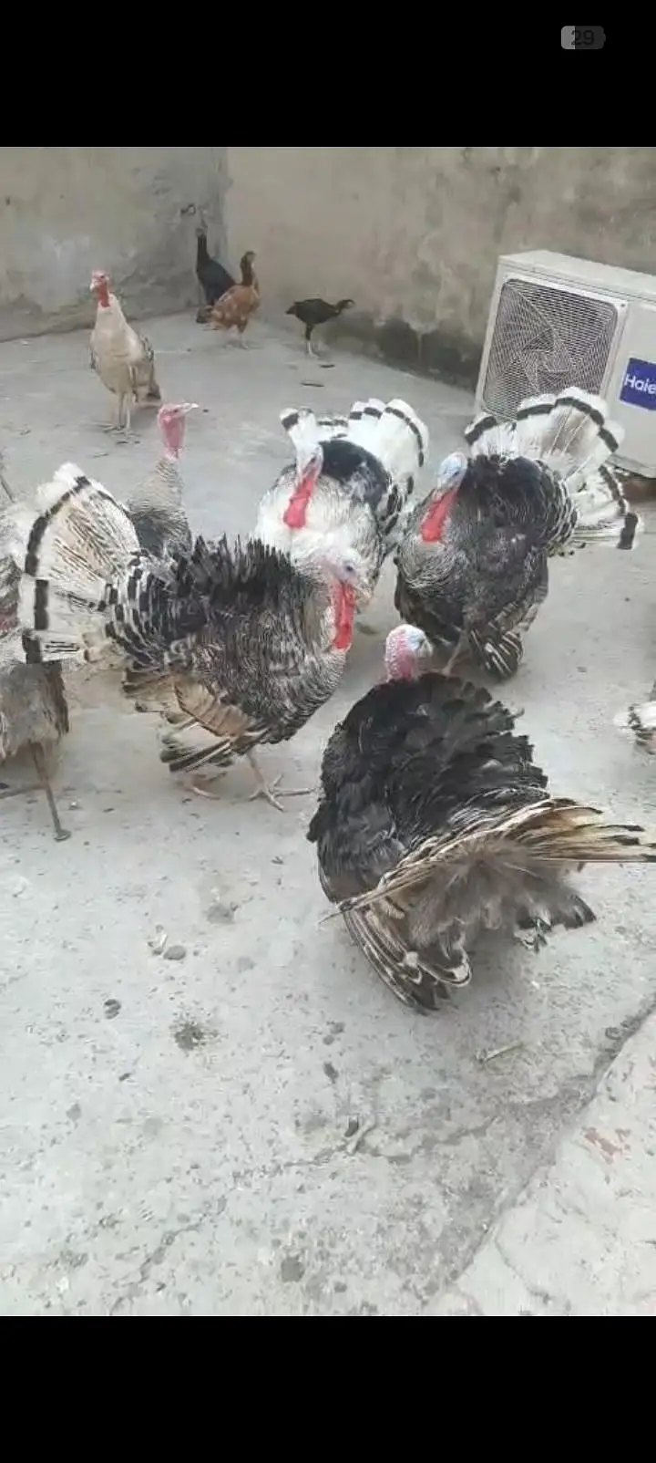 turkey bird — photo 6